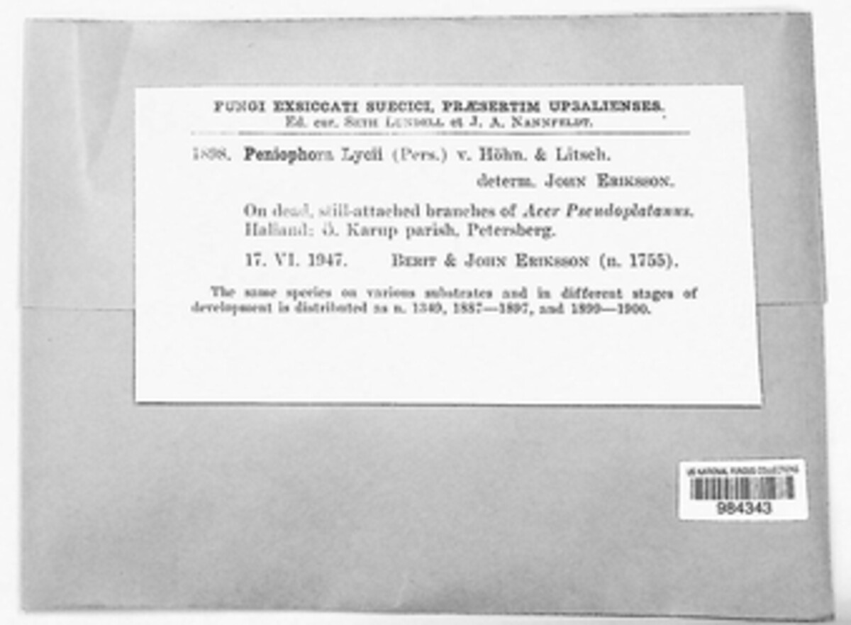 Peniophoraceae image